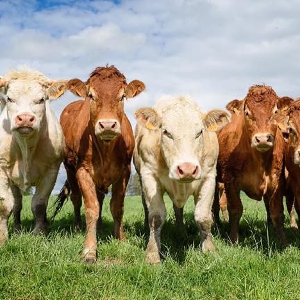 A bunch of aggressive looking cows