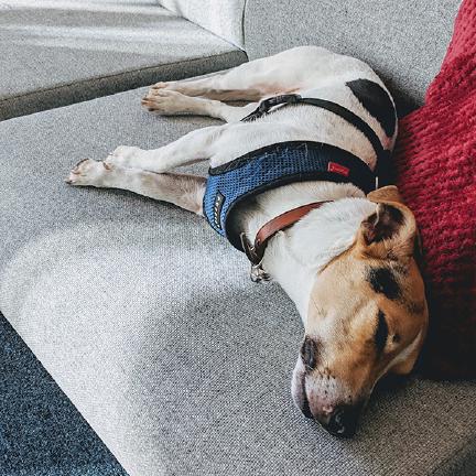 Sleepy Jack Russell on an office lounge chair